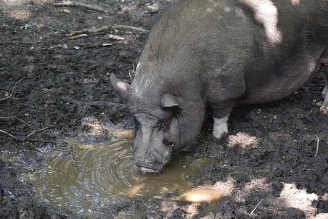 已为羽毛球 已为羽毛球